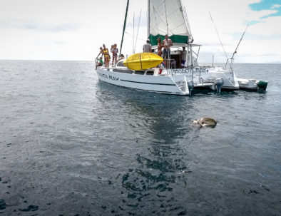 Sea Turtle Spotting on the Manta Ray