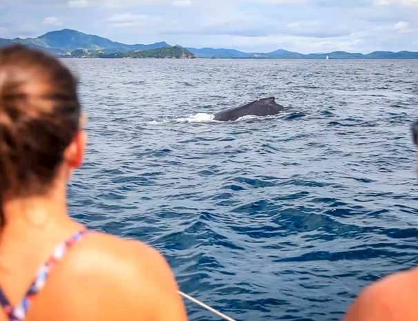 Humpback Whale Flamingo Costa Rica