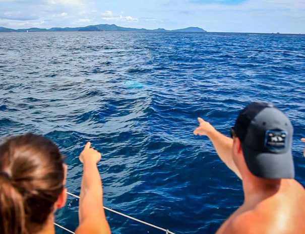 Humpback Whale Watching Costa Rica