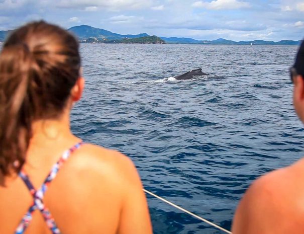 Humpback Whale Watching Costa Rica Manta Ray Sailing