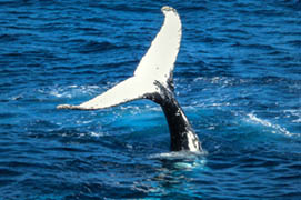 manta ray sailing catamaran costa rica manta ray sailing costa rica sailing snorkeling manta ray sailing catamaran costa rica manta ray sailing costa rica sailing snorkeling
