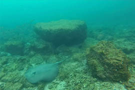 Manta Ray Snorkeling Tours Flamingo Costa Rica