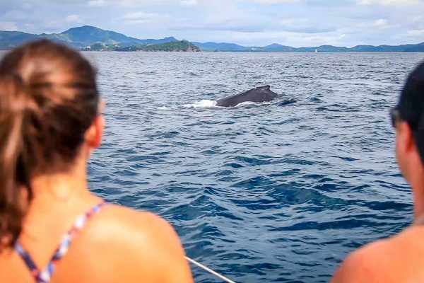 Humpback Whale Flamingo Costa Rica